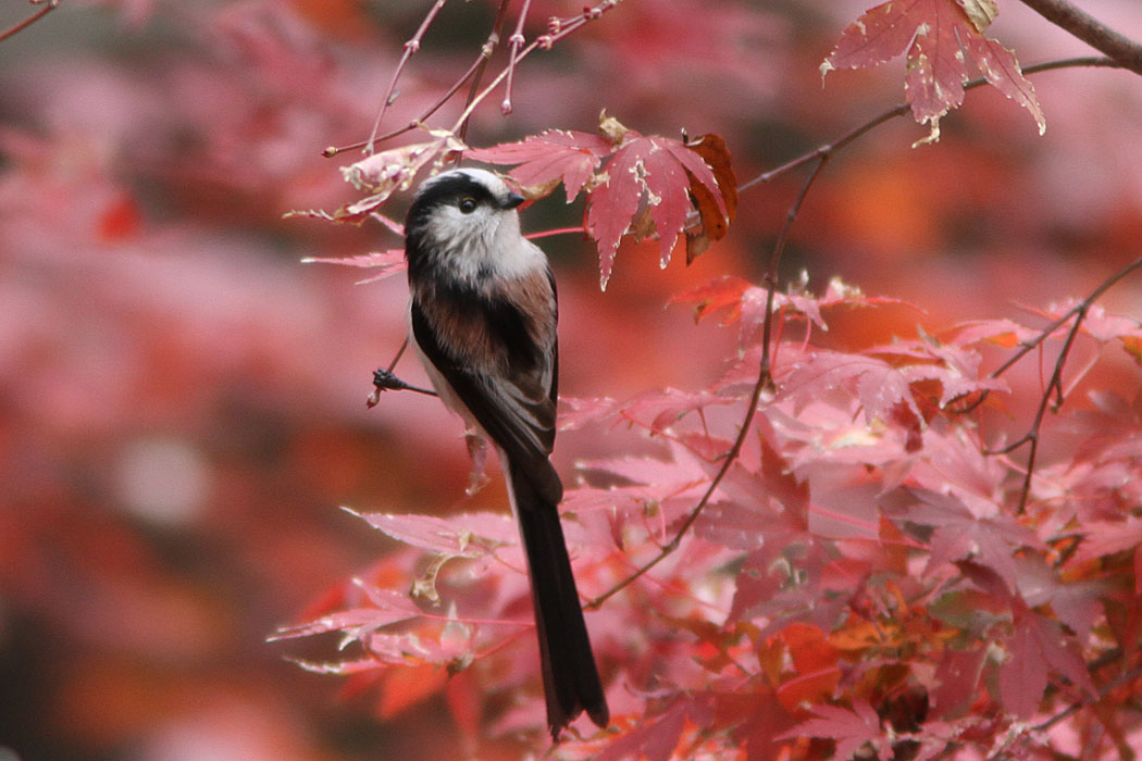 紅葉の残る中、エナガが元気。カワセミもしばらくおつきあいしてくれました。サービスいいね。